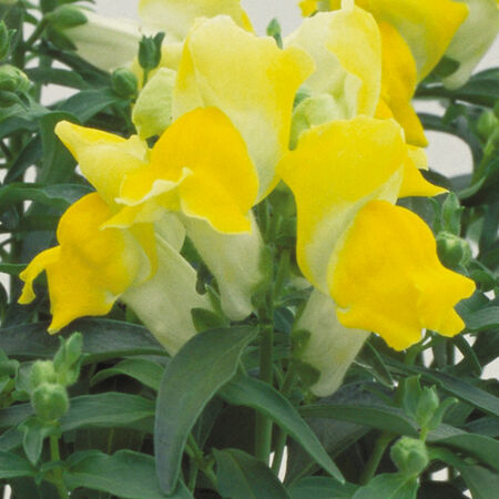 Yellow Floral Showers, (F1) Snapdragon Seeds - 1,000 Seeds image number null